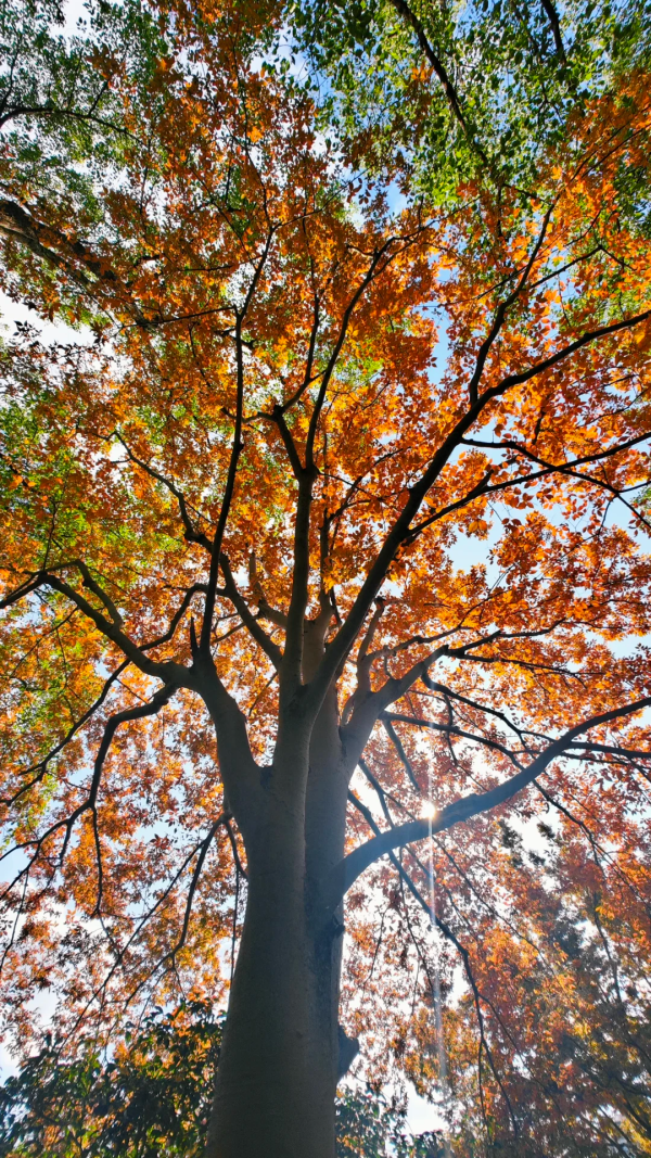 枫叶、梧桐、银杏、乌桕……上海市中心这个免费公园换上了五彩斑斓的秋装→