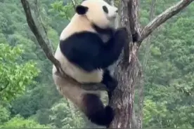 好萌！大熊猫玩起了“倒挂金钩”图片