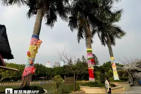冬日暖意！福州左海公园棕榈树穿上“手工毛衣”图片