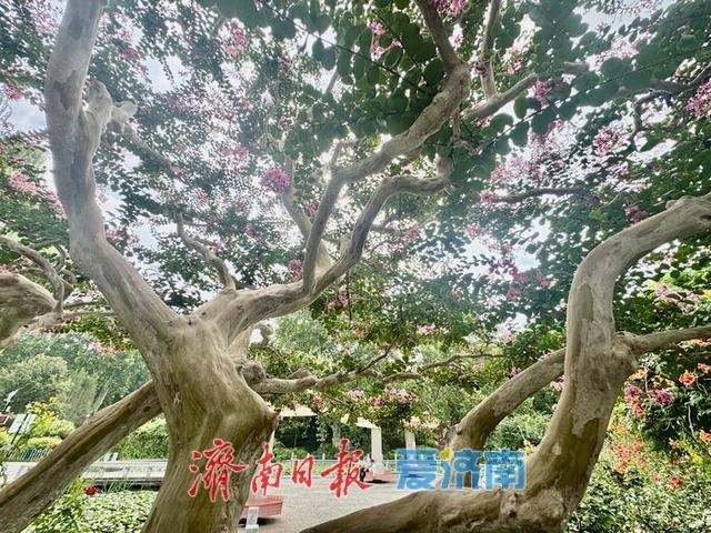 一年四季 泉在济南丨一株紫薇绽芳华 点亮济南初秋好景致
