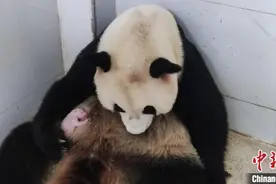 熊猫宝宝又上新！大熊猫“好奇”顺利产仔图片