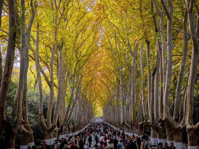 这是今天的南京梧桐大道！