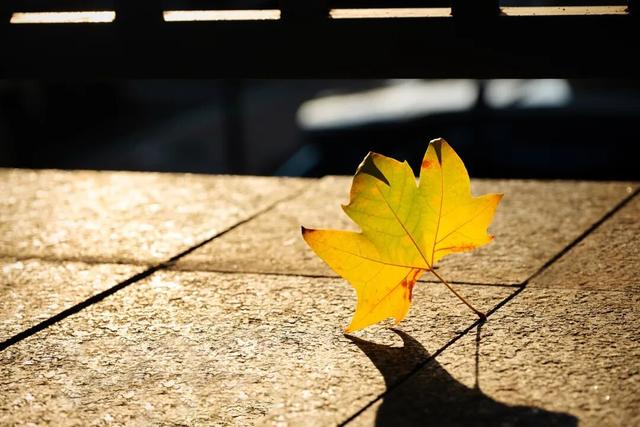 最好的秋天，在华师！