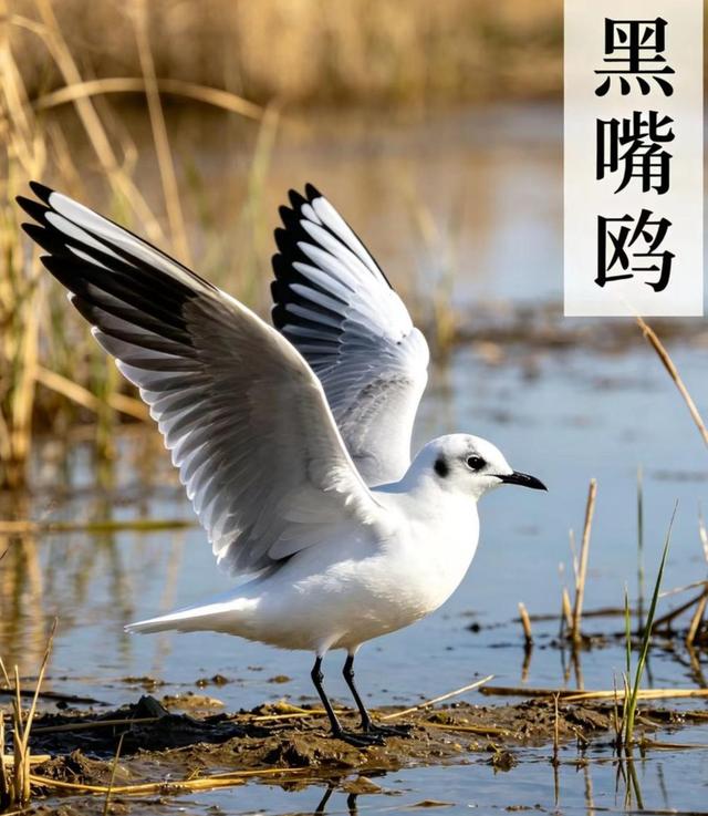 新知|五一宝藏观鸟地：沉浸式邂逅万鸟翩飞