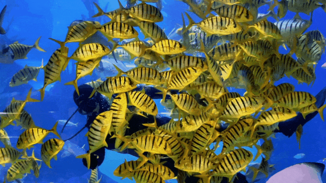 这才是青岛人私藏的城市封面！“醉美”红礁石、中国首个水族馆，年卡99元起畅玩！