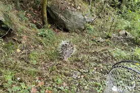 豪猪被困河道 民警助力放归山林图片