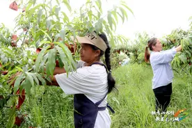 【牢记嘱托 展现新风采】一口脆甜藏不住！独山县水岩村黄桃抢“鲜”占领夏日味蕾图片