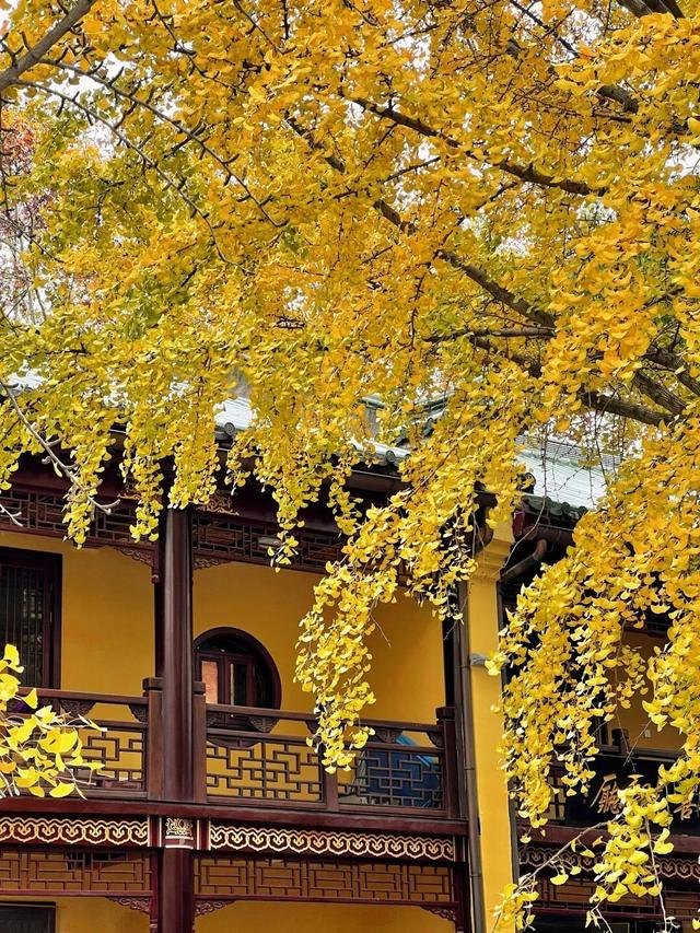 在江西，拾得江南的半阙秋声