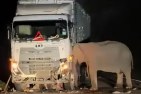 马来西亚一头小象被货车撞死，母象不愿离开，一直尝试救出宝宝图片