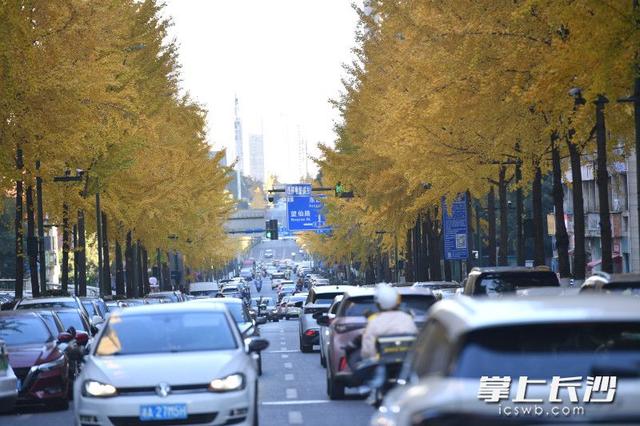 美不胜收！棠坡路披上“黄金甲”｜组图