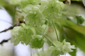 几场雨后，武汉东湖还能赏樱吗？官方回应→图片