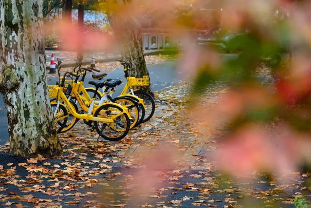 秋冬限定的普陀，美到让人流连忘返，你还不来打卡吗？