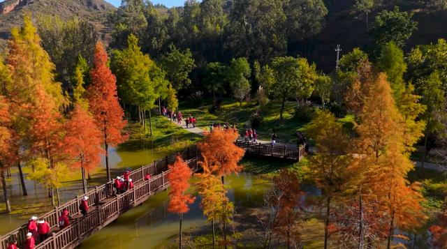 栈道穿红杉，候鸟掠湖面！大理这片湿地美成初冬油画
