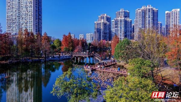【每日一图@湖南】漫步粟雨湖畔，拾取水杉与冬光合写的暖意篇章