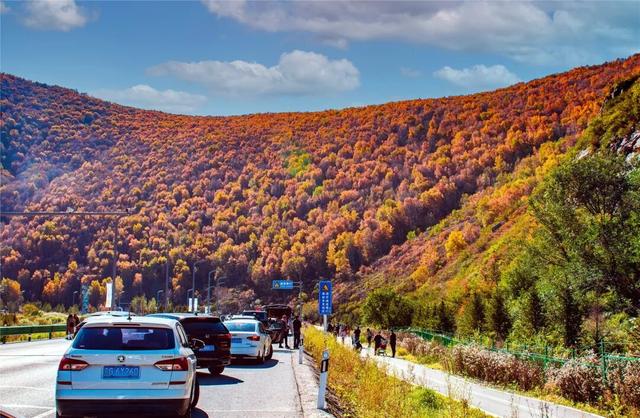 学习强国 | 河北崇礼：梧桐大道的“醉”美秋色