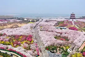 黄河岸边樱花盛开醉春风图片