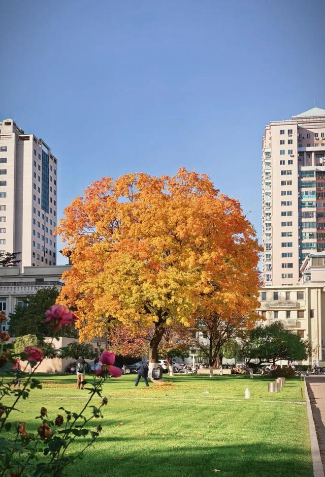 “隐藏款”北京秋景，就在中国气象局大院！