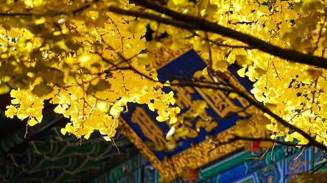 香山赏红迎来最高峰！无特殊天气彩叶还将持续一周