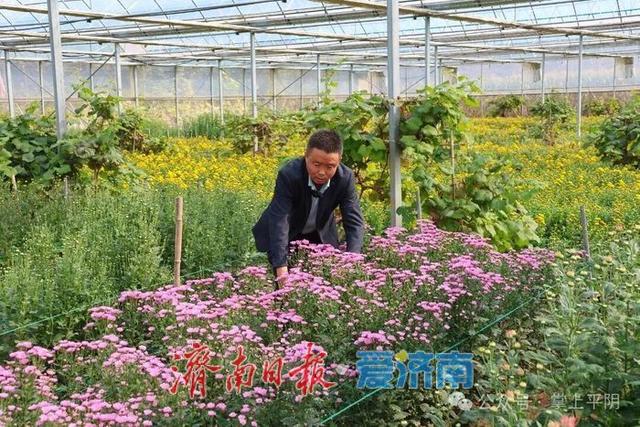 金秋如约，“菊”世无双！平阴盆王菊花文化节暨秋季黄河大集盛大开幕