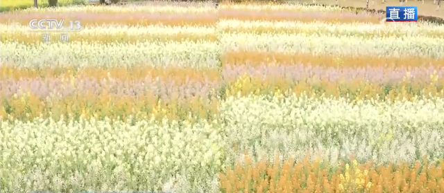 把春天的欢乐气息带进每一寸花田 赴一场限定春日浪漫