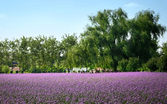 东辽县“口袋公园”:这么近,那么美,紫色花海点亮居民微幸福