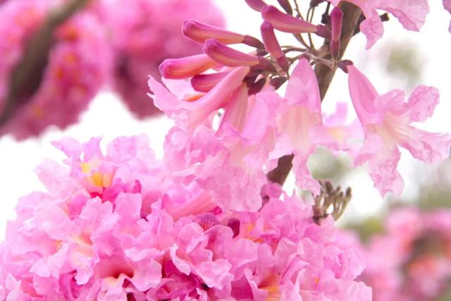 大雪 | 时节赋新颜，紫花开满园