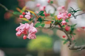 明天，千余株海棠与你相约图片