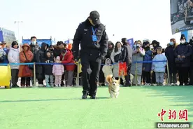山东举办“警营开放日” 中国首只柯基警犬“福仔”亮相图片