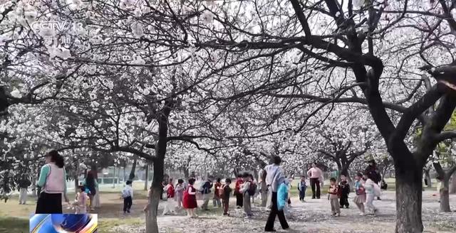 别错过🌸各地春日花海已上线