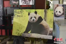 美国华盛顿国家动物园宣布年底将迎来两只大熊猫图片
