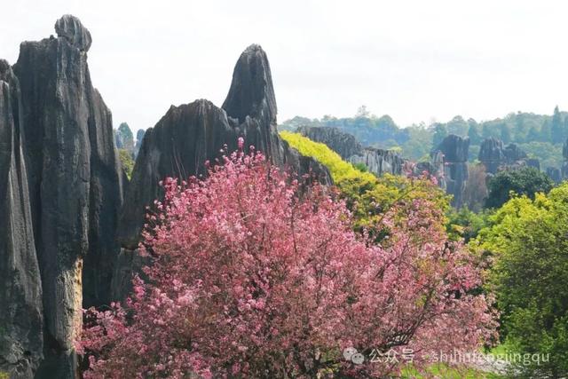 石林已被繁花拥裹,这份赏花攻略请收好