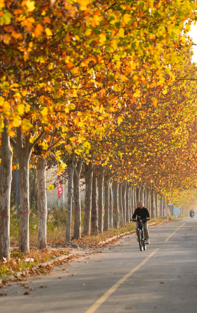 漫步街头巷尾，寻找冀南新区独有的初冬韵味