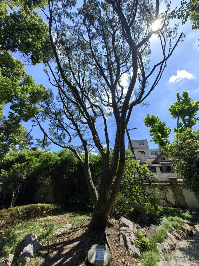 愚园路的神秘别墅里竟长了巴旦木？别再认错了！