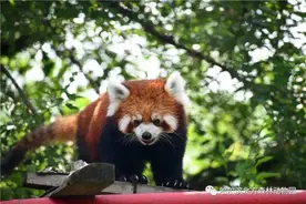 哈尔滨北方森林动物园温馨提示图片