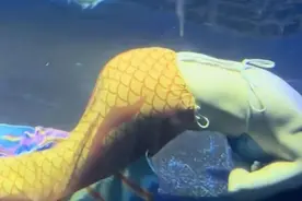 “慌乱中脚蹼脱落”！太原“美人鱼”讲述溺水原因→图片