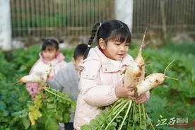 会昌：快乐拔萝卜图片