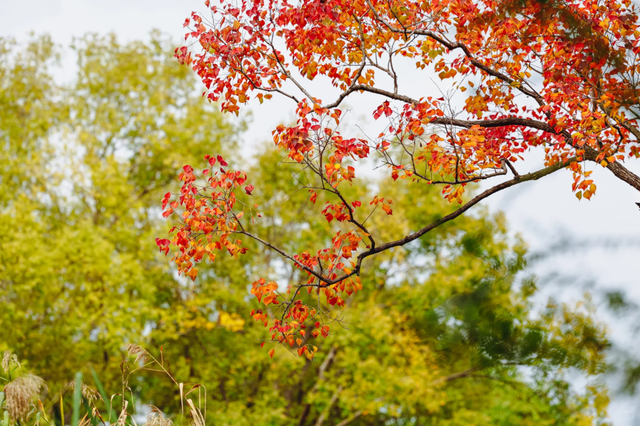 在上海市区的免费公园，一棵五彩树就是一场盛大的秋天！