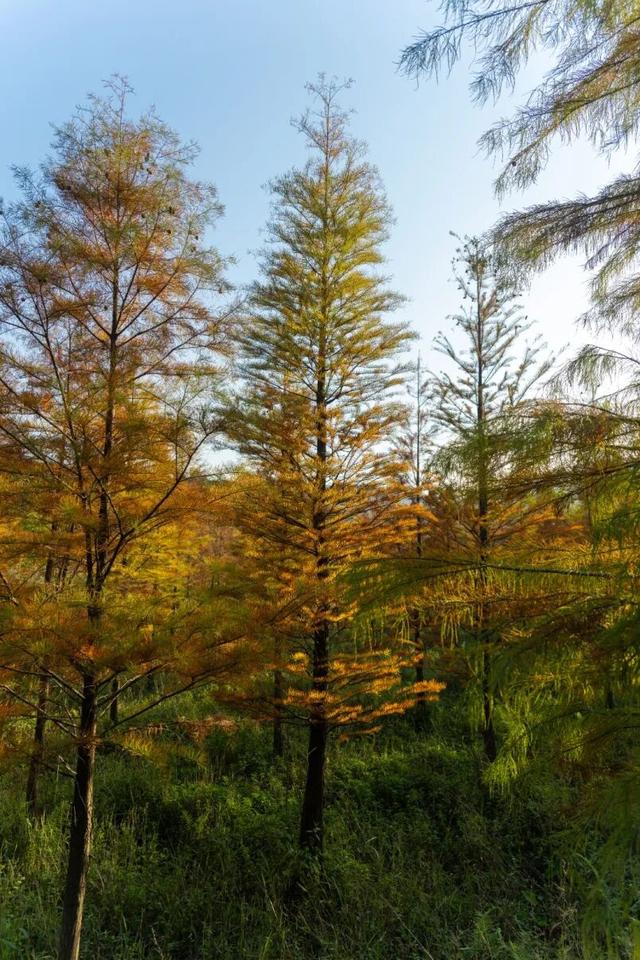 进入观赏期！东莞多处落羽杉，红了！