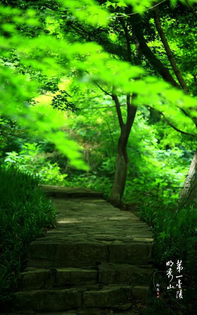 这大概是栖霞山最“野”的一面~