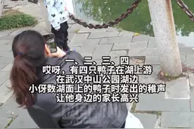 一群野鸭落户中山公园湖面上，成了“网红”图片