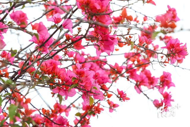 图集｜花开正好，到连南赴一场春天的约会