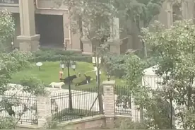 如何防范烈犬咬人？区别对待不同犬类，才能高效消除养狗风险｜时评图片