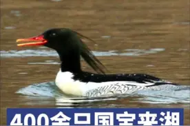神奇生物在哪里｜400余只国鸭来湘过冬 原来你是这样的“鸭”图片