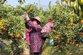 平南县电商合作助力沃柑产业蓬勃发展图片