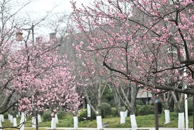 扬州樱花大道早樱初绽
