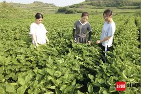 “种子包衣”技术受热捧 四川自贡大安1.5万亩大豆预计增产超10%图片