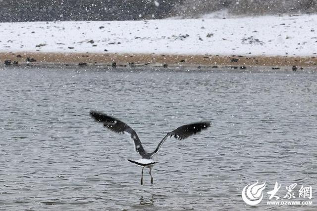 四季予你｜烟台：雪舞海畔，海鸥争涛