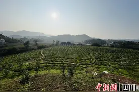 泸州合江：统战助力柑橘产业变红火产业图片