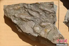 浙江首次发现小型兽脚类食肉恐龙足迹图片