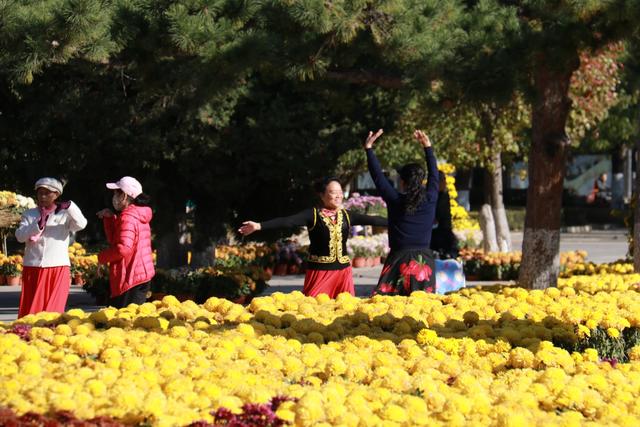 网络中国节·重阳丨沈阳：初冬菊蕊独盈枝